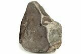 Polished Dinosaur Bone (Gembone) Vertebra Section #227398-1